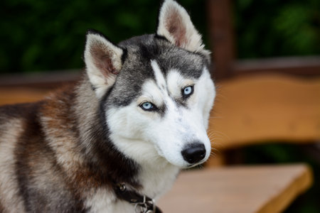 Siberian Husky dog with blue eyes. Selective focus.の写真素材