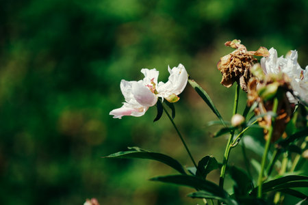 White peony flowers in the garden. Selective focus. Nature.の写真素材