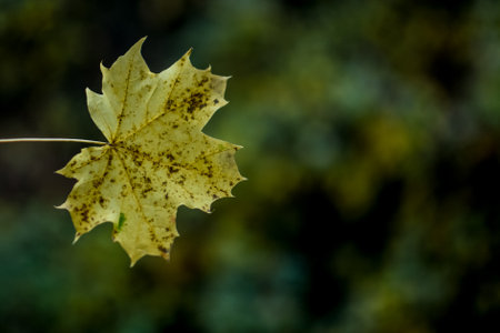 Autumn maple leaf on a dark green background. Selective focus.