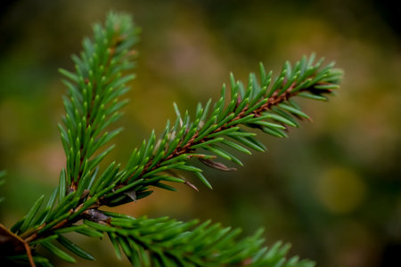 green spruce branch close up in forest with blur background.の写真素材