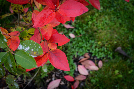 Red leaves in the rain on the forest floor. Autumn background.の写真素材