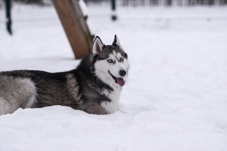 Siberian Husky dog in the snow. Selective focus.の写真素材