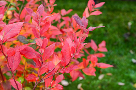 Red leaves of barberry bush in the garden at autumn time.