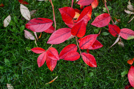 Red leaves on the grass in autumn, close-up, top view