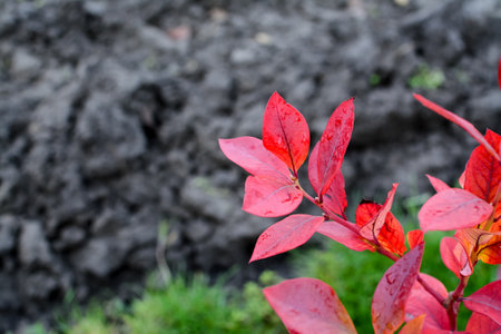 Red leaves of a bush with black soil in the background. Close-up.の写真素材