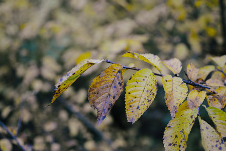 Autumn leaves on a tree in the forest. Selective focus.の写真素材
