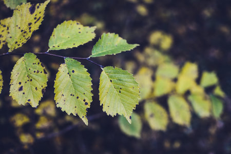 Autumn leaves in the forest. Selective focus. Toned.