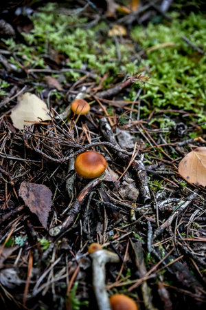 Mushrooms on the forest floor. Autumn in the forest.