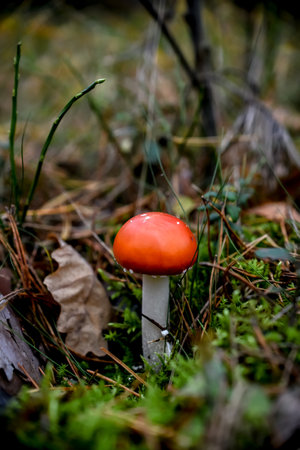 Amanita muscaria, fly agaric or fly amanitaの写真素材