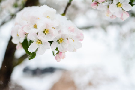 Apple blossom with snow in winter season. Selective focus.の写真素材