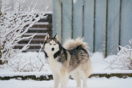 Siberian Husky dog is standing in the snow in winter.の写真素材