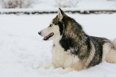 Siberian Husky dog in the snow. Animal portrait.の写真素材