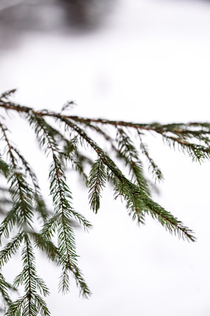 spruce branches in the snow in winter. shallow depth of field