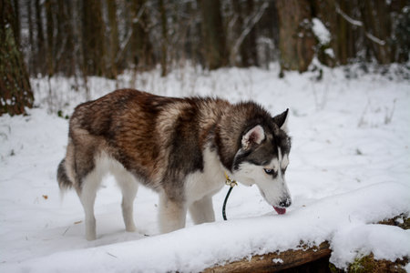 Siberian husky dog in the winter forest. Pet animals.