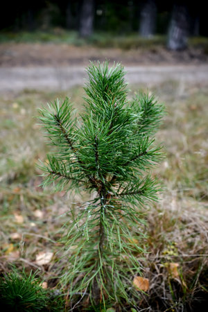 Young pine tree in the forest. Selective focus. Shallow depth of field.