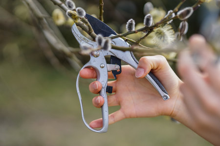 Woman's hands holding pruning shears with catkins on background