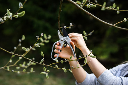 Woman pruning willow branches with secateurs in spring garden.の写真素材