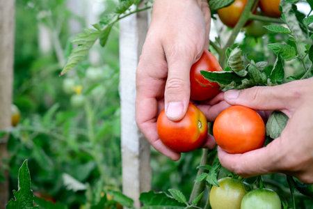 Tomatoes in the hands of a farmer. Selective focus. nature.の写真素材
