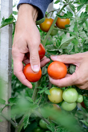 Close-up of man's hands picking tomatoes in the garden.の写真素材
