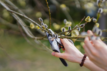 Pruning willow branches with secateurs in spring garden.の写真素材