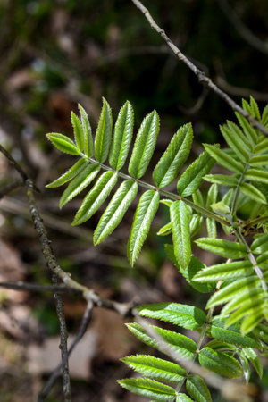Green leaves of a rowan tree in the forest in early springの写真素材