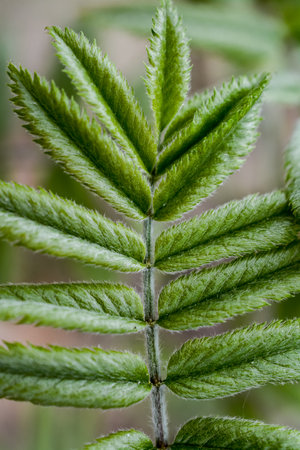 Close up of green leaves of a rowan (Sorbus aucuparia)の写真素材