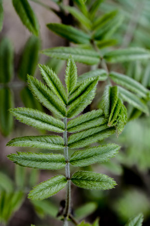 Close-up of a green leaf of a rowan plant.の写真素材