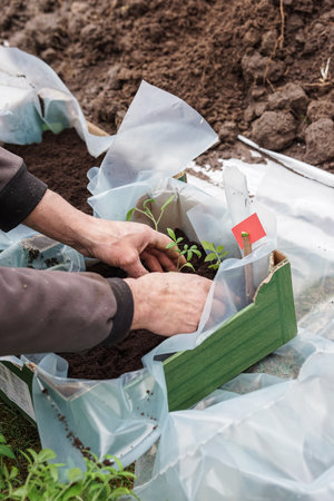 cropped view of farmer planting tomato seedlings in carton box in greenhouseの写真素材