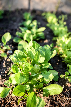 Young green lettuce growing in the vegetable garden. Selective focus.の写真素材