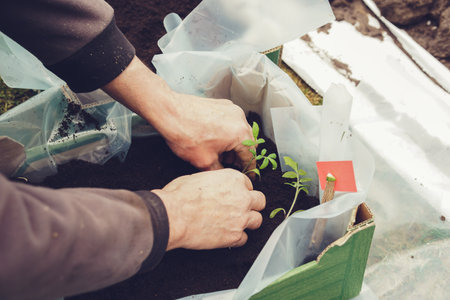 Hands of a gardener planting a seedling in the groundの写真素材