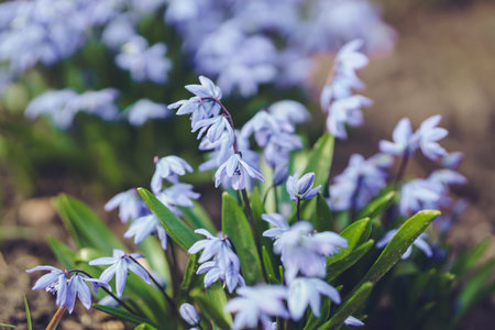 Blue flowers of Scilla siberica close-up in springの写真素材