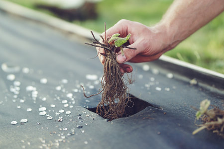Close-up of a man's hand planting a strawberry seedling into the ground