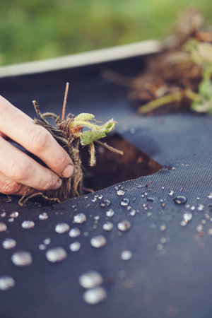 Close-up of a woman's hand planting strawberry seedlings in the groundの写真素材