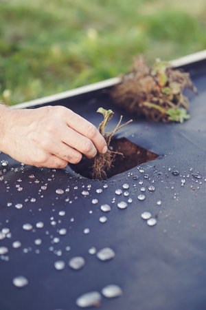 Hands of a man planting a seedling in a garden bedの写真素材