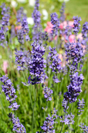 Lavender flowers blooming in summer garden. Selective focus.の写真素材