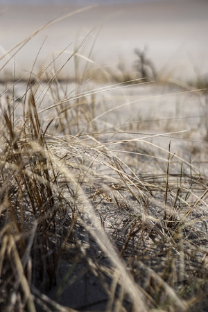 Dry grass on the sand. Selective focus.