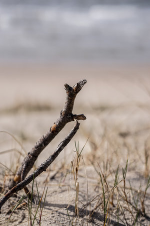 Dry branch on the sand dunes on the Baltic Sea coastの写真素材