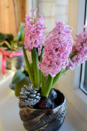 Pink hyacinths in a vase on the windowsillの写真素材