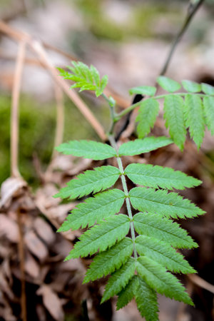 green leaves in the forest, close-up, shallow depth of fieldの写真素材
