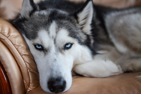 Siberian Husky dog with blue eyes lying on the couchの写真素材