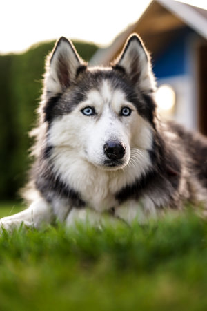 Portrait of a beautiful siberian husky dog with blue eyes lying on the grassの写真素材