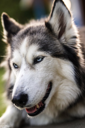 Portrait of a beautiful siberian husky in the park