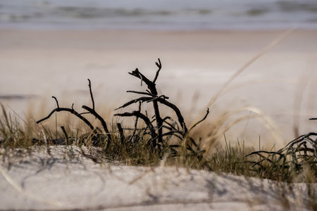 A dry branch on the sand dunes of the Baltic Sea.の写真素材