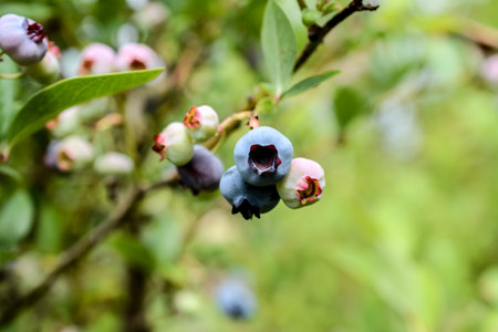 Bilberries ripening on a bush in the forest. Shallow depth of field.の写真素材