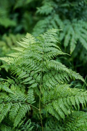Green fern leaves in the forest. Natural background. Selective focus.の写真素材