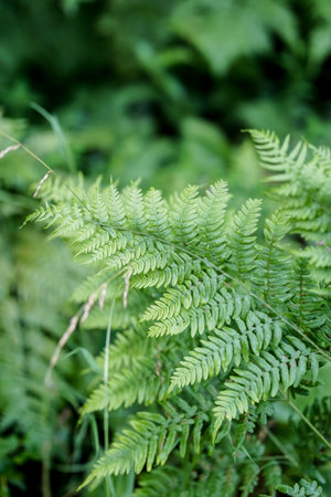 Green fern leaves in the forest. Selective focus with shallow depth of field.の写真素材