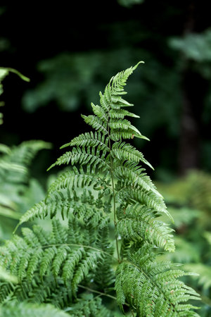 Green fern leaves in the forest. Beautiful green fern leaves.の写真素材