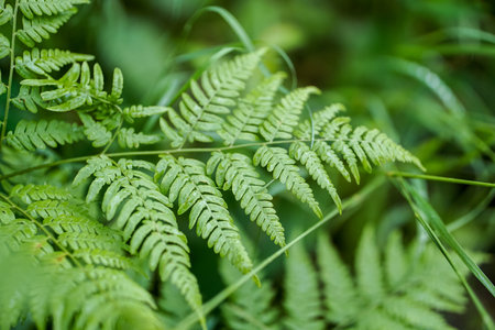 green fern leaves close up in forest with blur background in summerの写真素材