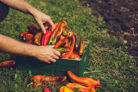 Farmer holding a crate full of fresh organic peppers in the gardenの写真素材