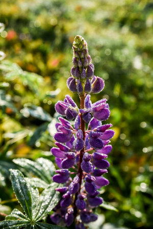 Lupine flowers with dew drops on a green background.の写真素材